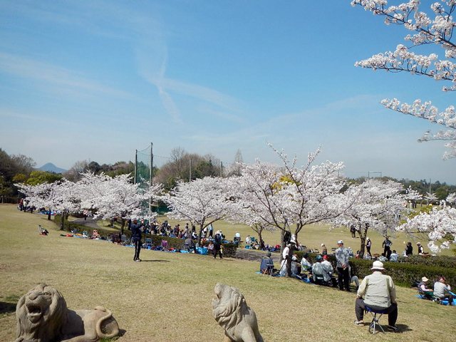 お花見 さぬき空港公園 花見 高松市 イベント情報 さんラボ