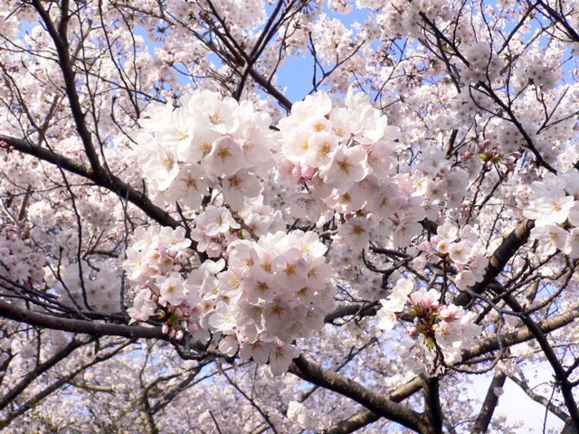 お花見 高松市峰山公園 花見 高松市 イベント情報 さんラボ